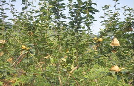 浏阳市腾达中药材科技贸易产品展示及中草药科技领域技术咨询