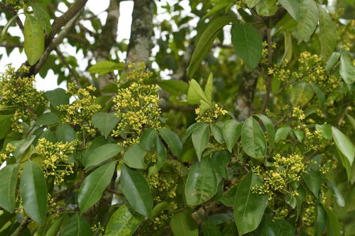 我国研究人员发现6种植物新物种，推动中草药科技领域发展