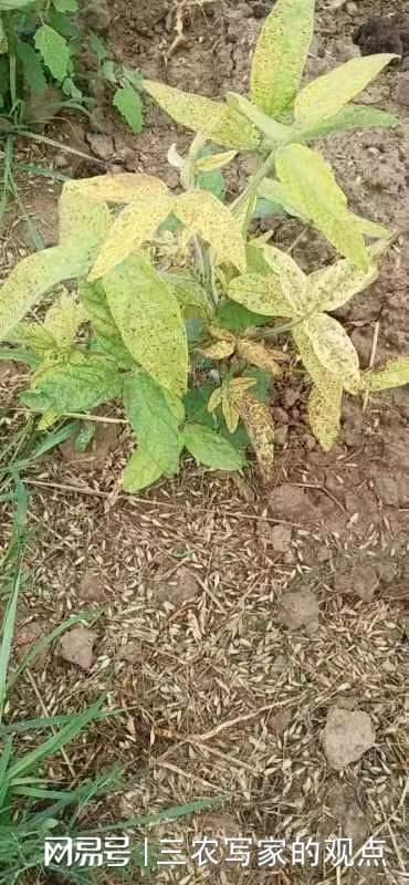 中医农业生态科技助力沙化土地大豆保收——中草药科技咨询的应用与实践