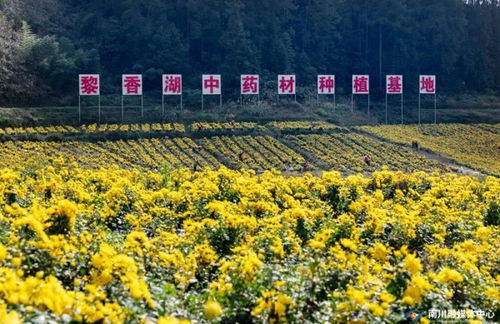 点草成金，融智兴业——看南川中医药科技新生与产业蝶变