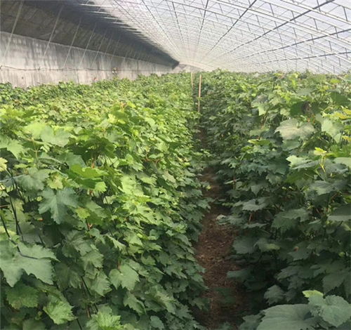 铁岭巨峰葡萄苗栽培技术与中草药科技融合——丰华种苗售后技术指导与在线咨询的价值