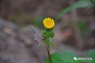 摸清中药资源家底，深入发掘中药精华 中草药科技领域技术咨询的使命与路径