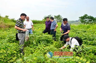 科技赋能产业，专家调研助力邵东中药材基地发展