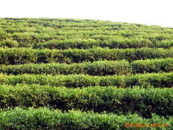 湖南省吉祥天生物科技 绿茶产品矩阵与中草药科技领域的专业咨询服务