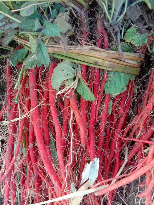 陕西丹参种植技术咨询 亳州市杨帆中药科技的实践与探索