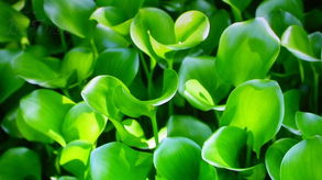 融合传统与现代 中草药科技领域技术咨询的数字化创新之路