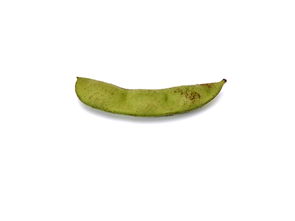 绿色食品与中草药科技 从田间到健康的智慧融合